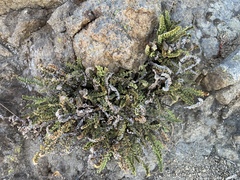 Myriopteris gracillima