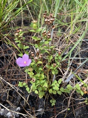 Rhexia nuttallii