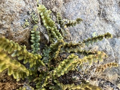 Myriopteris gracillima