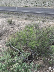 Sidneya tenuifolia