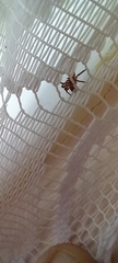 Philodromidae
