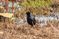 Sturnus unicolor
