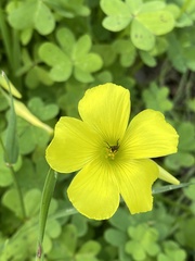 Dilophus