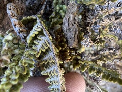 Myriopteris gracillima