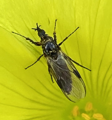 Dilophus