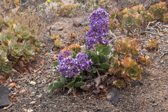 Limonium bourgeaui