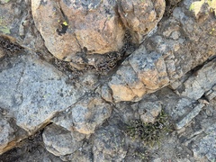 Myriopteris gracillima