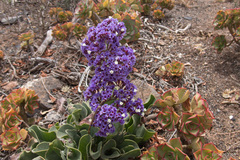 Limonium bourgeaui
