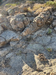 Myriopteris gracillima