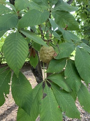 Aesculus glabra