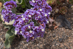 Limonium bourgeaui
