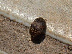 Attagenus fasciatus