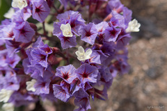 Limonium bourgeaui