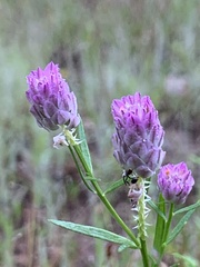 Polygala sanguinea