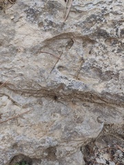 Cosmobunus granarius