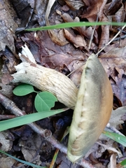 Leccinellum crocipodium