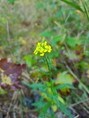 Erysimum hieraciifolium