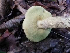 Leccinellum crocipodium