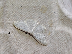 Idaea subsericeata