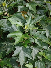 Montanoa guatemalensis