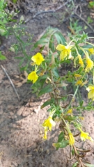 Oenothera clelandii