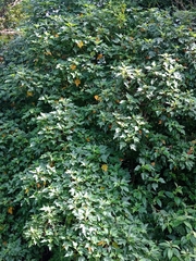 Montanoa guatemalensis