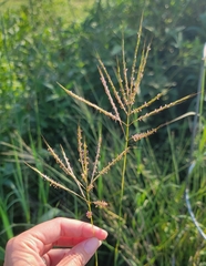 Bothriochloa