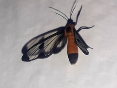 Myopsyche meyi
