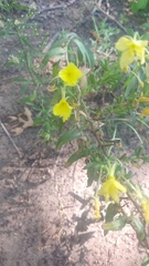 Oenothera clelandii