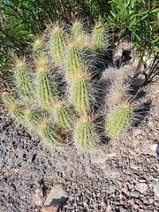 Echinocereus stramineus