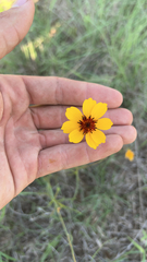 Thelesperma filifolium