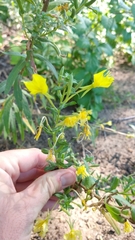 Oenothera clelandii