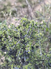 Condalia ericoides