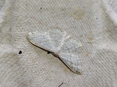 Idaea subsericeata