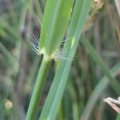 Bothriochloa