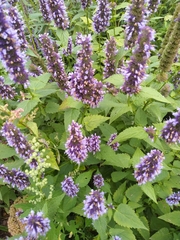 Agastache foeniculum