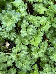 Hydrophyllum virginianum