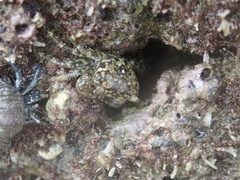 Pachygrapsus minutus