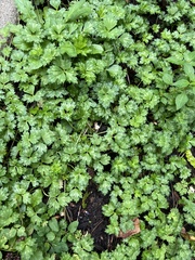 Hydrophyllum virginianum