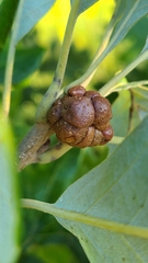 Andricus quercusstrobilanus