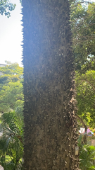 Ceiba