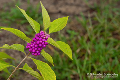 Callicarpa americana