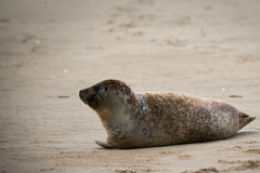 Phoca vitulina vitulina