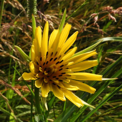 Tragopogon pratensis