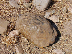 Testudo graeca