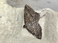 Rhoptria asperaria