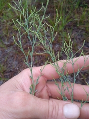 Polygonella polygama polygama