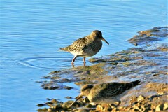 Calidris maritima