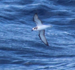 Pterodroma