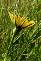 Tragopogon pratensis